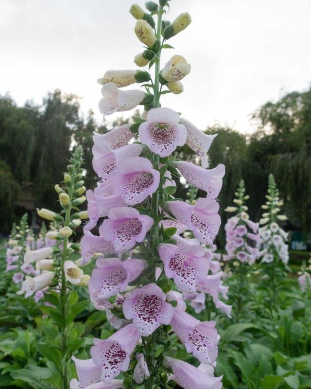 Naparstnica Digitalis purpurea Camelot LAVENDER - duża sadzonka - obrazek 5