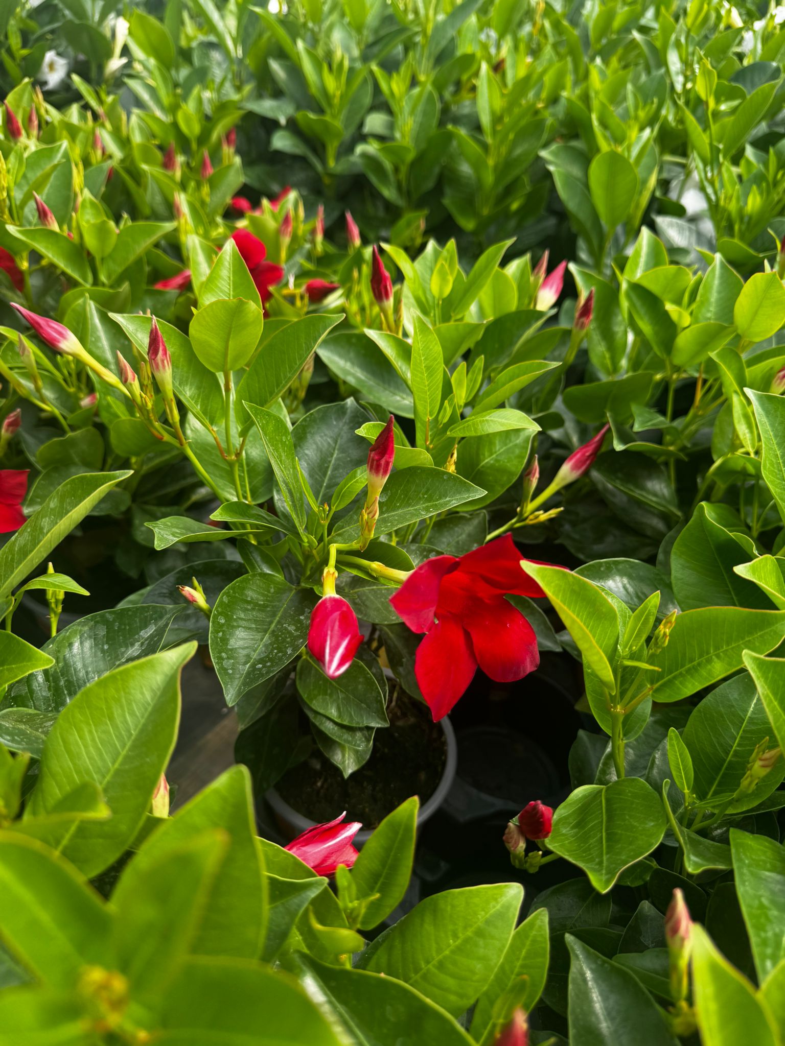 Sundavilla Mandevilla Dipladenia Classic RED - sadzonka - obrazek 4