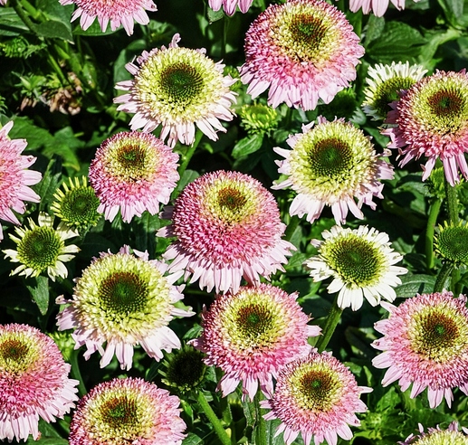 Jeżówka pełny kwiat! Sombrero DOUBLE PINK - sadzonka