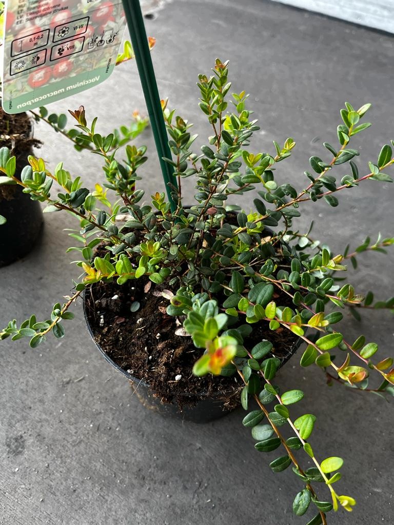 Żurawina wielkoowocowa Vaccinium macrocarpon - sadzonka - obrazek 5
