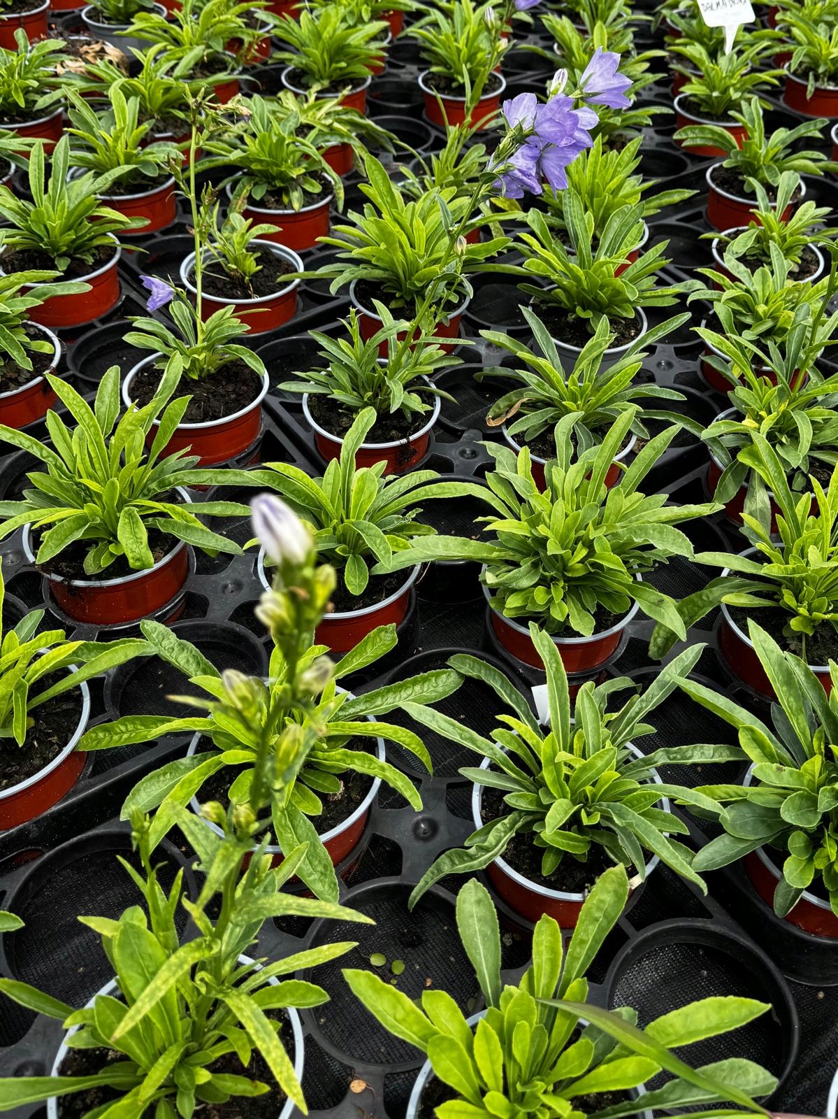 Dzwonek brzoskwiniolistny Campanula persicifolia MIX - sadzonka - obrazek 5