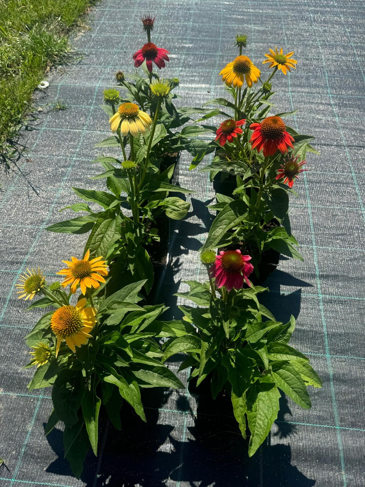Jeżówka Echinacea SPIRIT MIX - sadzonka w doniczce - obrazek 5