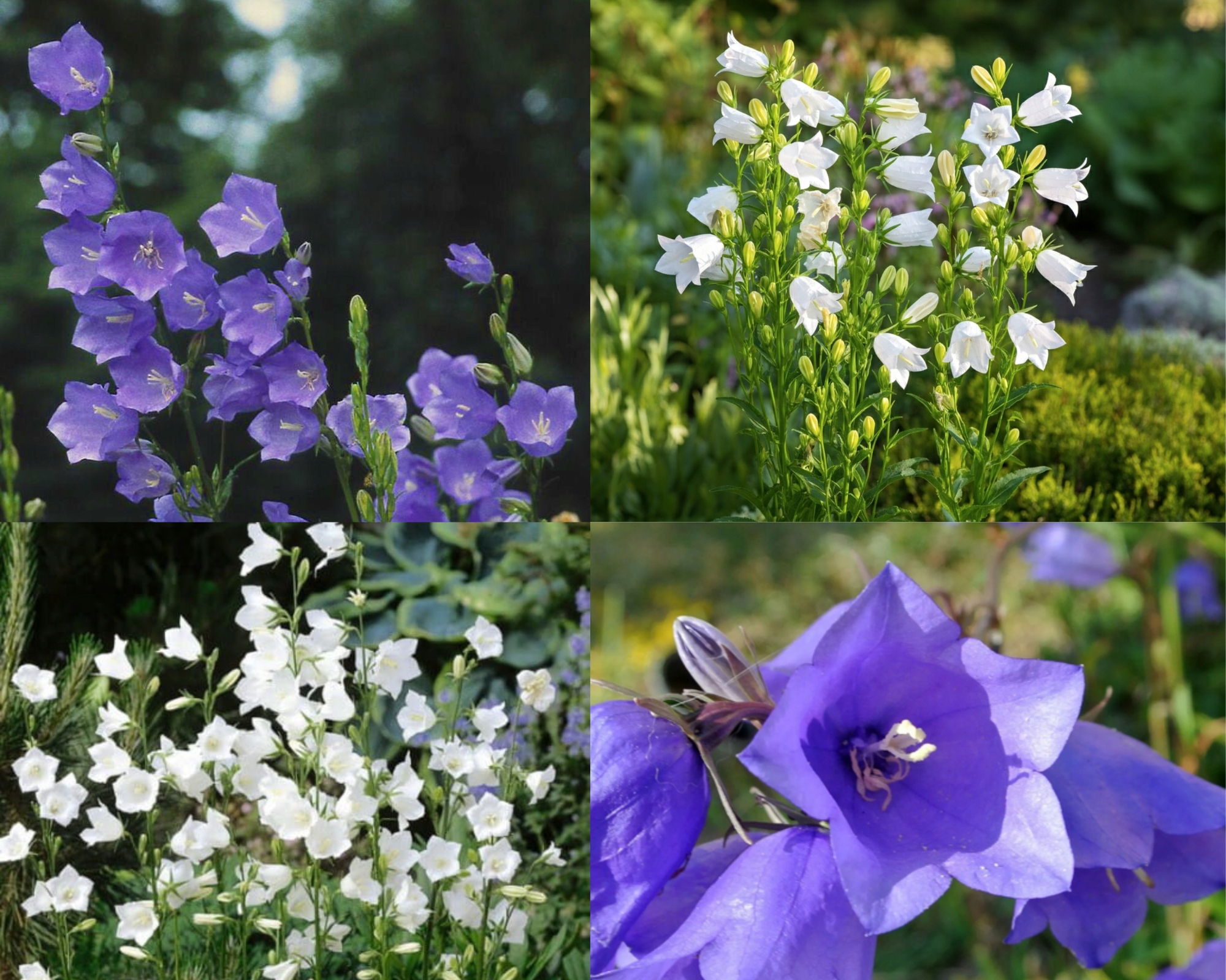 Dzwonek brzoskwiniolistny Campanula persicifolia MIX - sadzonka - obrazek 2