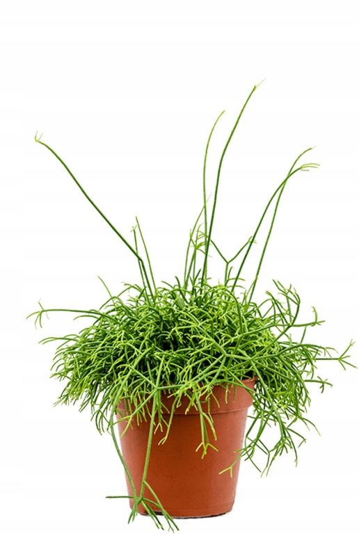 Rhipsalis Patyczak zielony - sadzonka w doniczce - obrazek 2
