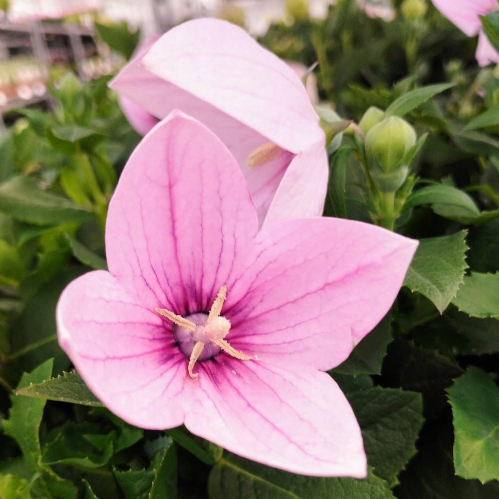 Rozwar wielkokwiatowy ASTRA - ROSE - sadzonka - obrazek 6