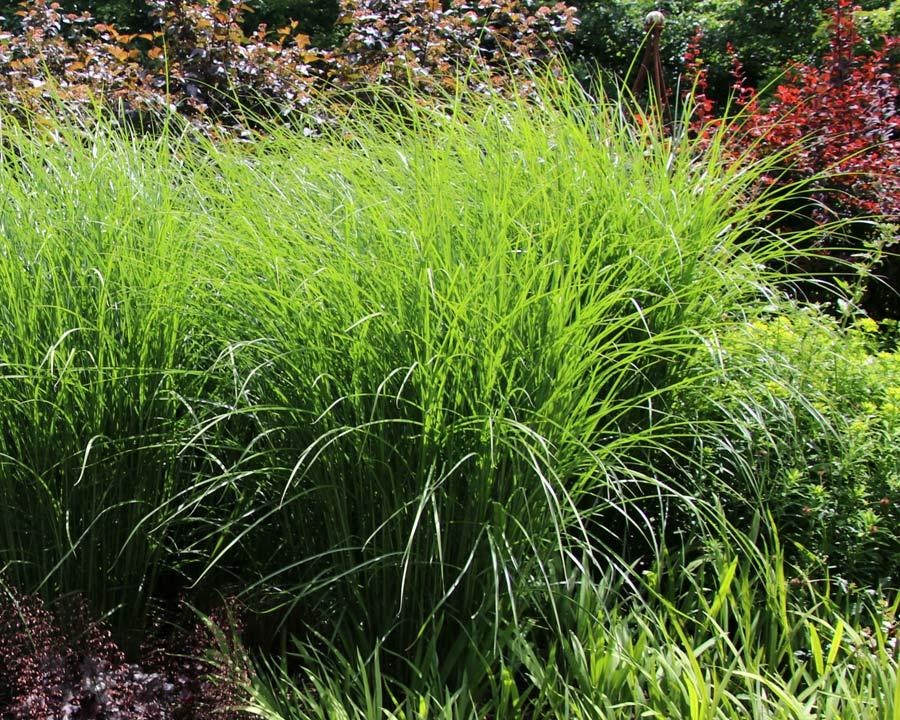 Trawa- Miscanthus DAVID - obrazek 2