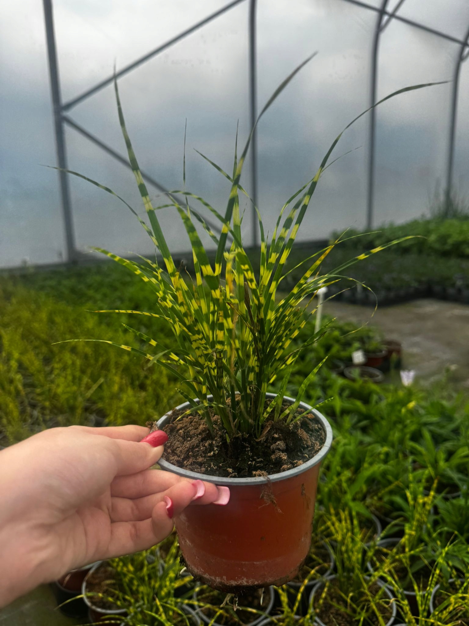 Miskant Chiński Gold Bar Miscanthus sinensis -sadzonka - obrazek 4