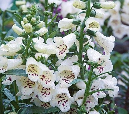 Naparstnica Digitalis purpurea Camelot WHITE - duża sadzonka - obrazek 3