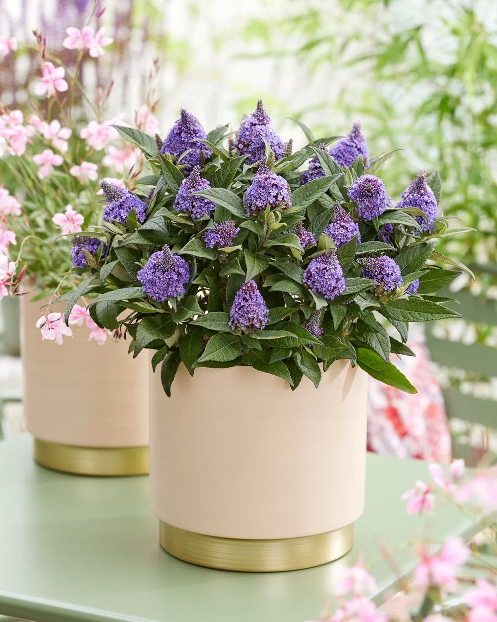 Budleja karłowa Buddleja davidii , fioletowe stożkowe kwiaty - obrazek 2