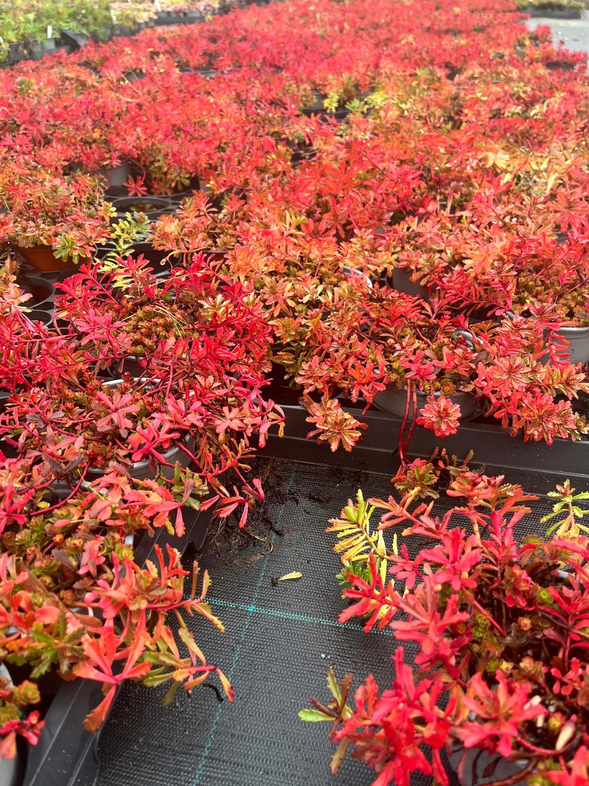 Sedum kamtschaticum Rozchodnik Kamczacki - sadzonka - obrazek 8