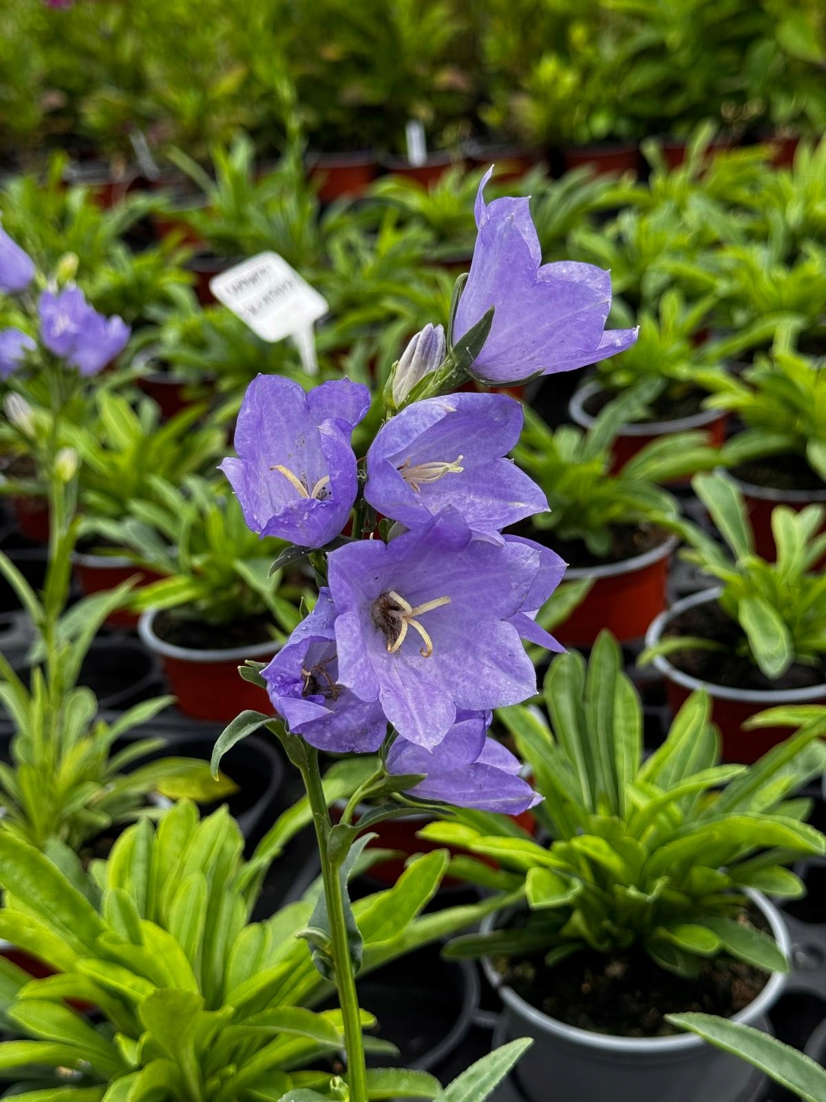 Dzwonek brzoskwiniolistny Campanula persicifolia MIX - sadzonka - obrazek 7