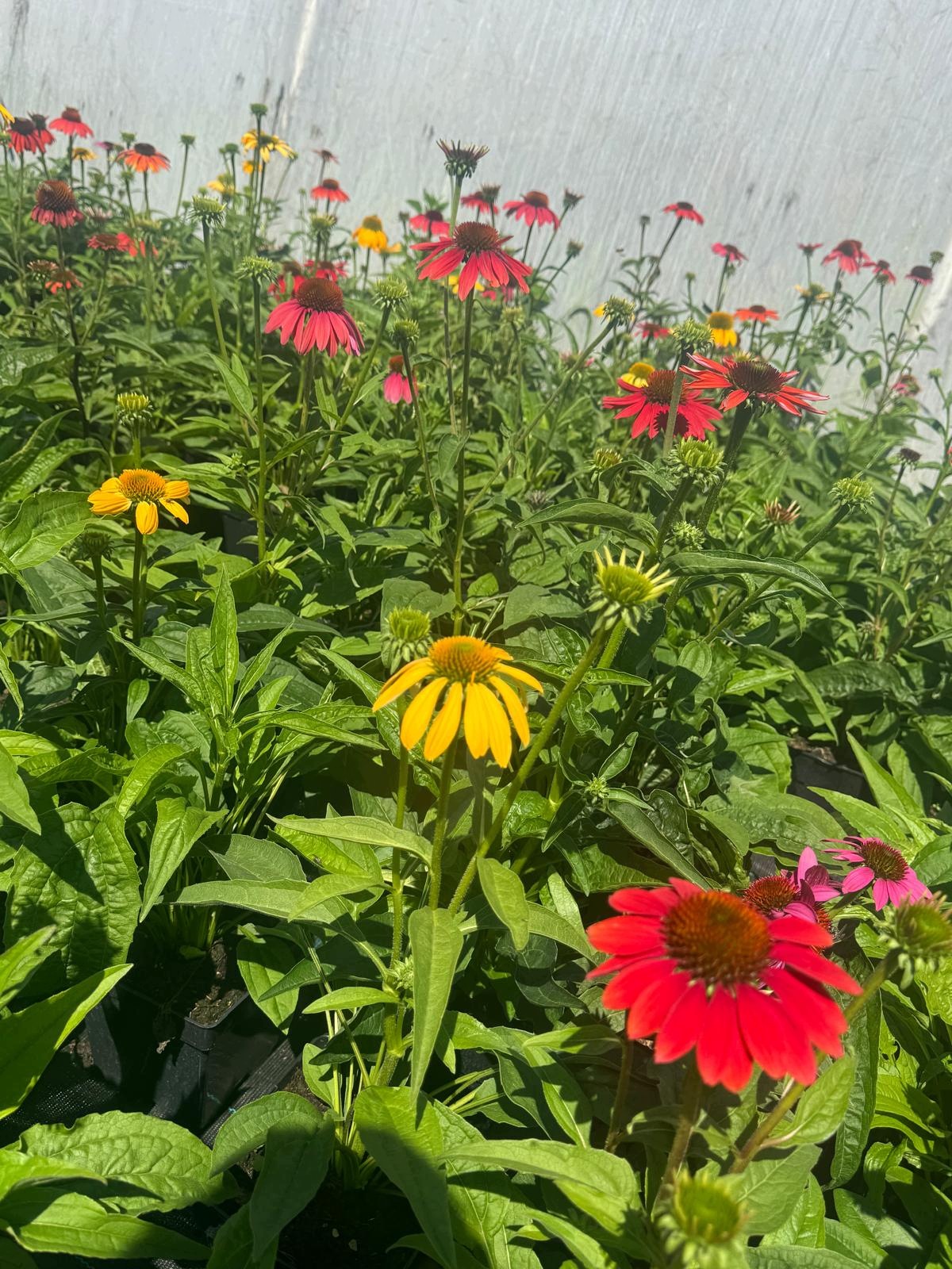 Jeżówka Echinacea SPIRIT MIX - sadzonka w doniczce - obrazek 4