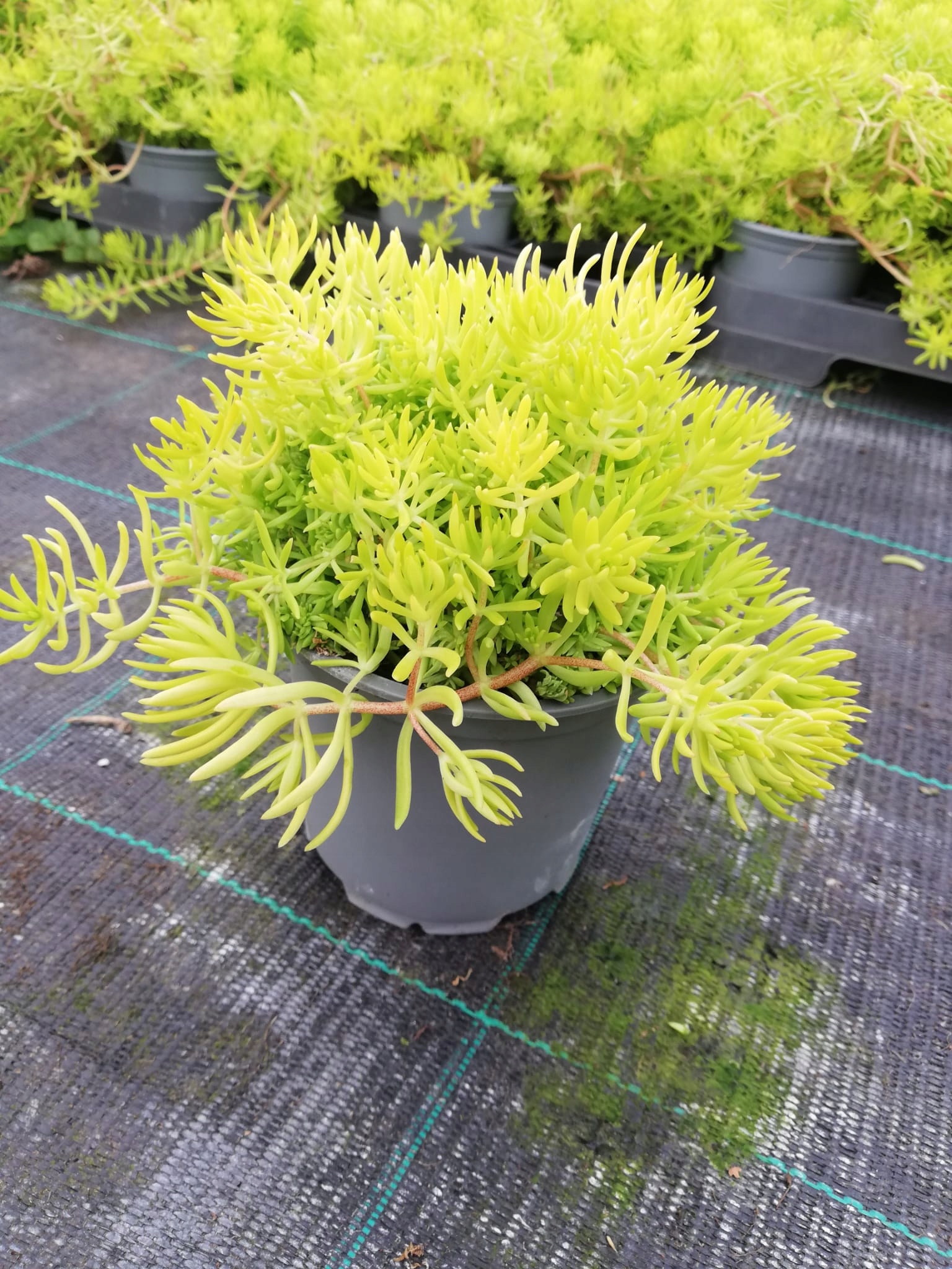Sedum Rozchodnik Lemon Ball - sadzonka w doniczce - obrazek 6