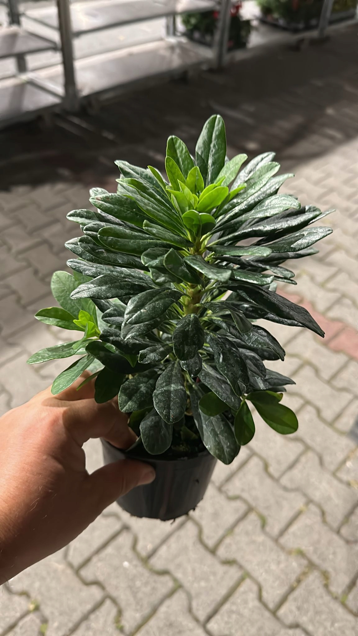 WILCZOMLECZ MIGDAŁOLISTNY PURPUREA - sadzonka w doniczce - obrazek 3