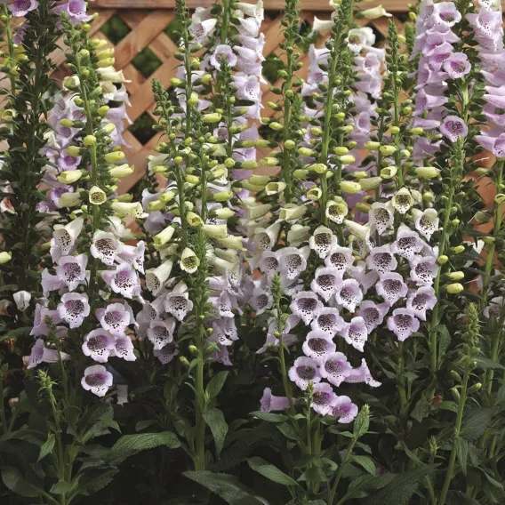 Naparstnica Digitalis purpurea Camelot LAVENDER - duża sadzonka - obrazek 8