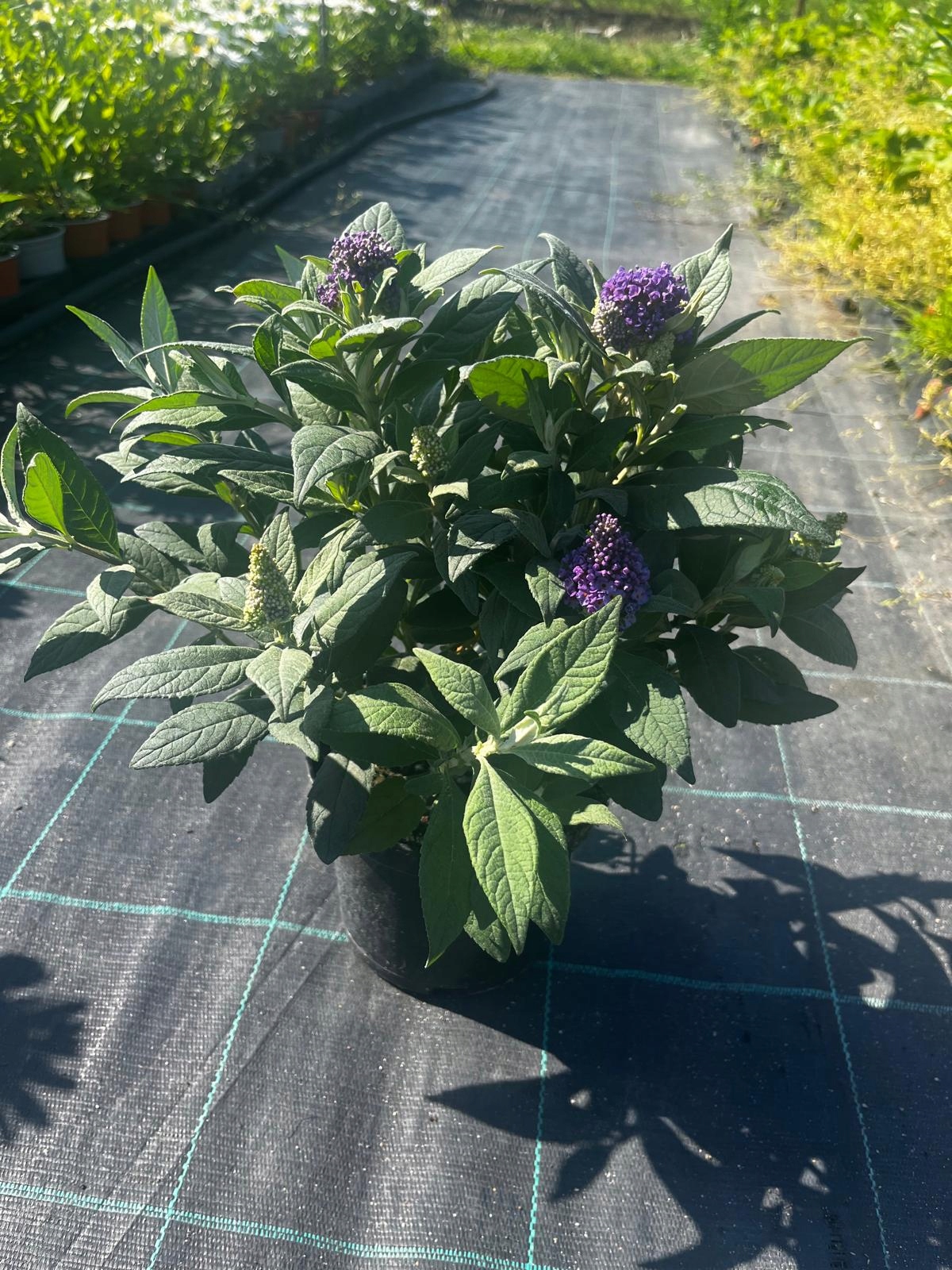 Budleja karłowa Buddleja davidii , fioletowe stożkowe kwiaty - obrazek 4