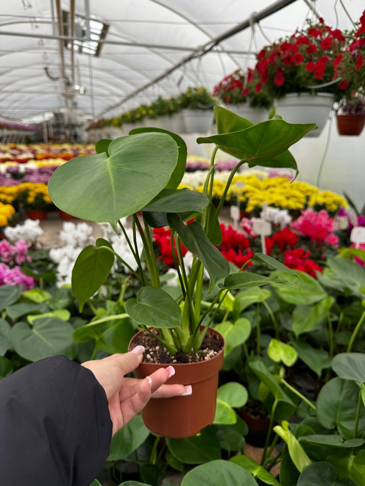 Monstera Deliciosa Monstera Dziurawa - roślina domowa - sadzonka - obrazek 7