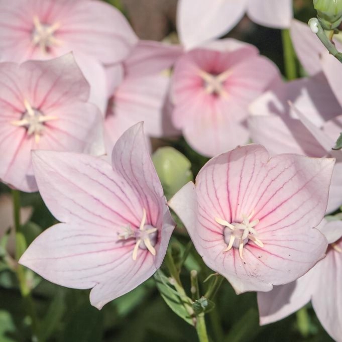 Rozwar wielkokwiatowy ASTRA - ROSE - sadzonka - obrazek 2