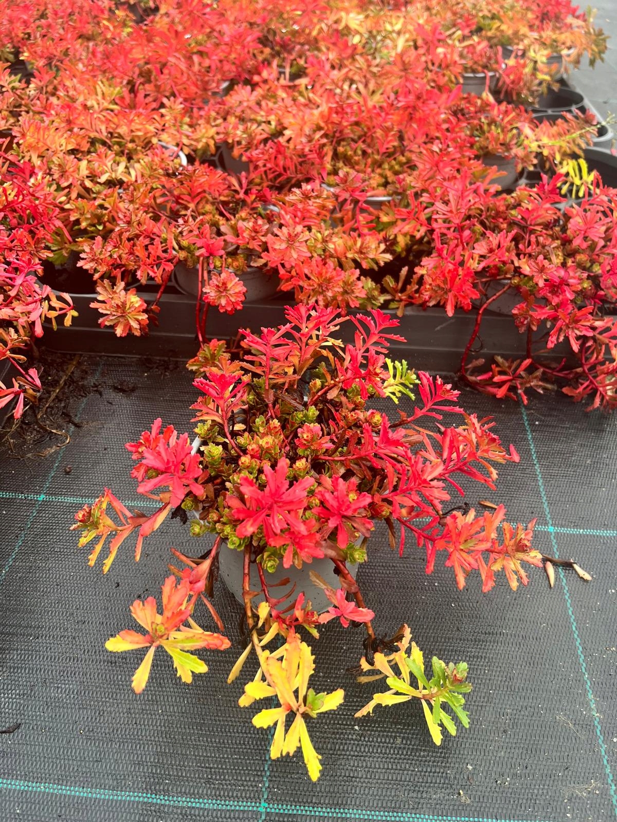 Sedum kamtschaticum Rozchodnik Kamczacki - sadzonka - obrazek 7