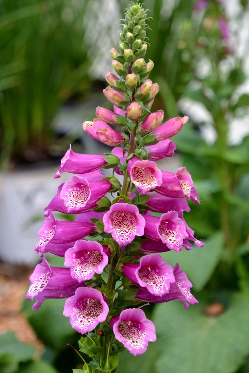 Naparstnica Digitalis purpurea Camelot ROSE - duża sadzonka - obrazek 2