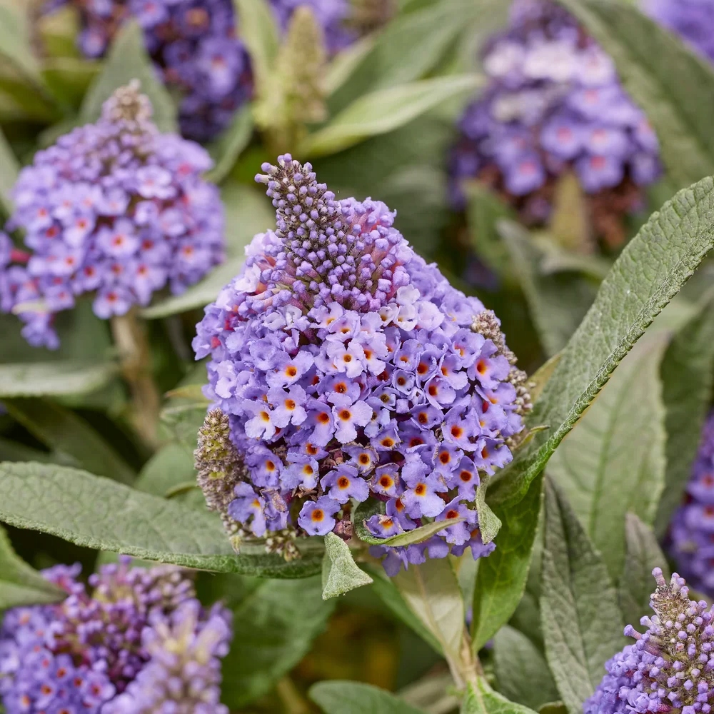 Budleja karłowa Buddleja davidii , fioletowe stożkowe kwiaty - obrazek 5