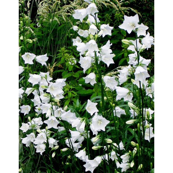 Dzwonek brzoskwiniolistny Campanula persicifolia MIX - sadzonka - obrazek 4