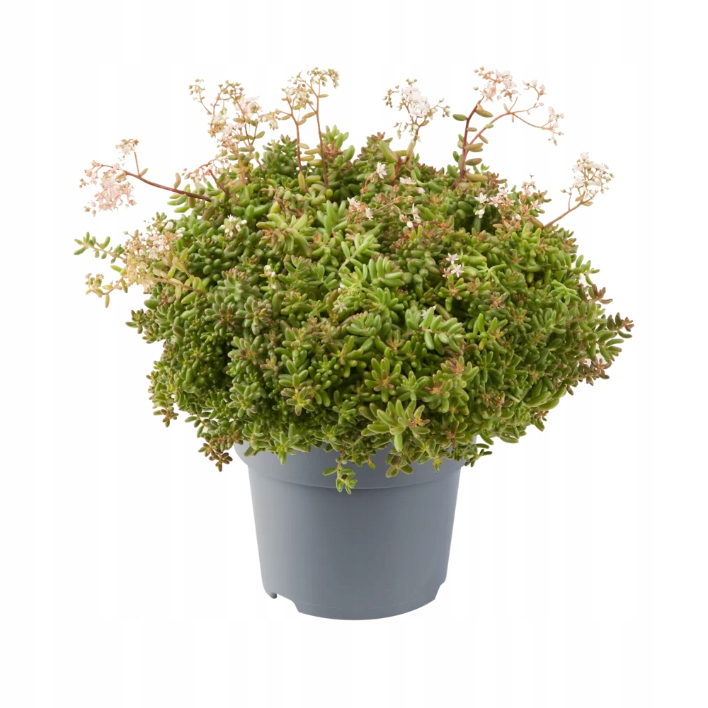 Sedum Album Rozchodnik Biały - sadzonka - obrazek 4