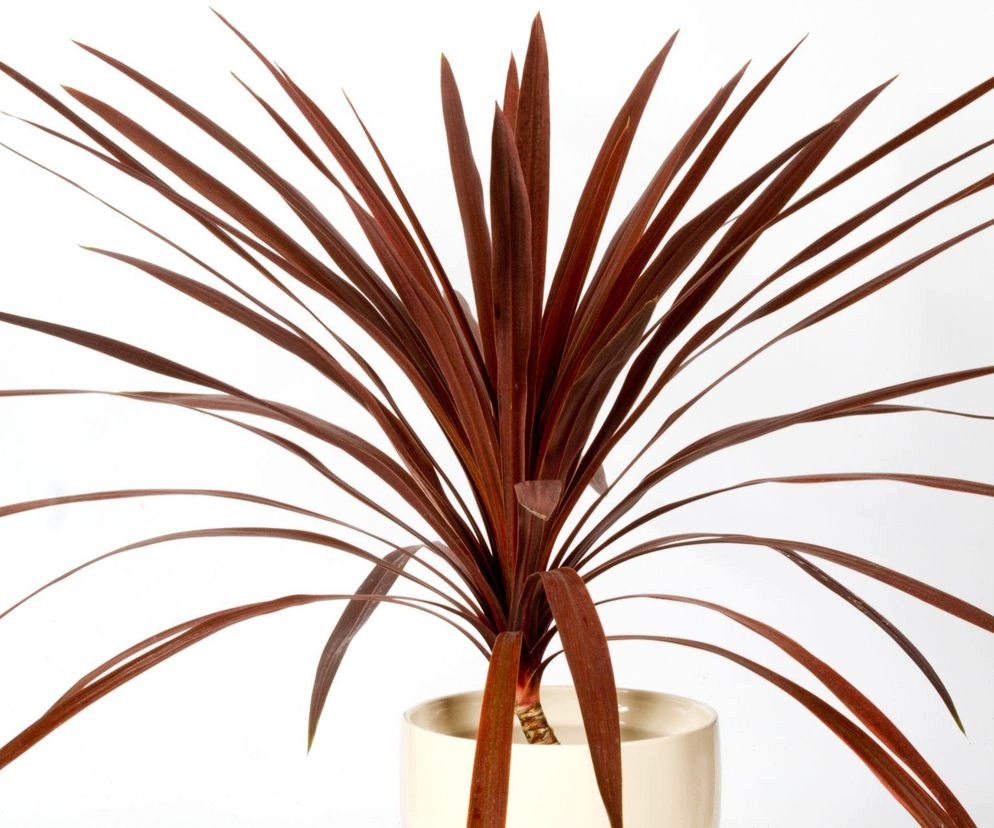 Kordylina australijska 'Red Star' Cordyline - sadzonka - obrazek 6