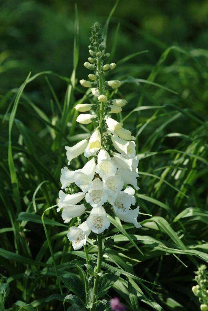 Naparstnica Digitalis purpurea Camelot WHITE - duża sadzonka - obrazek 2