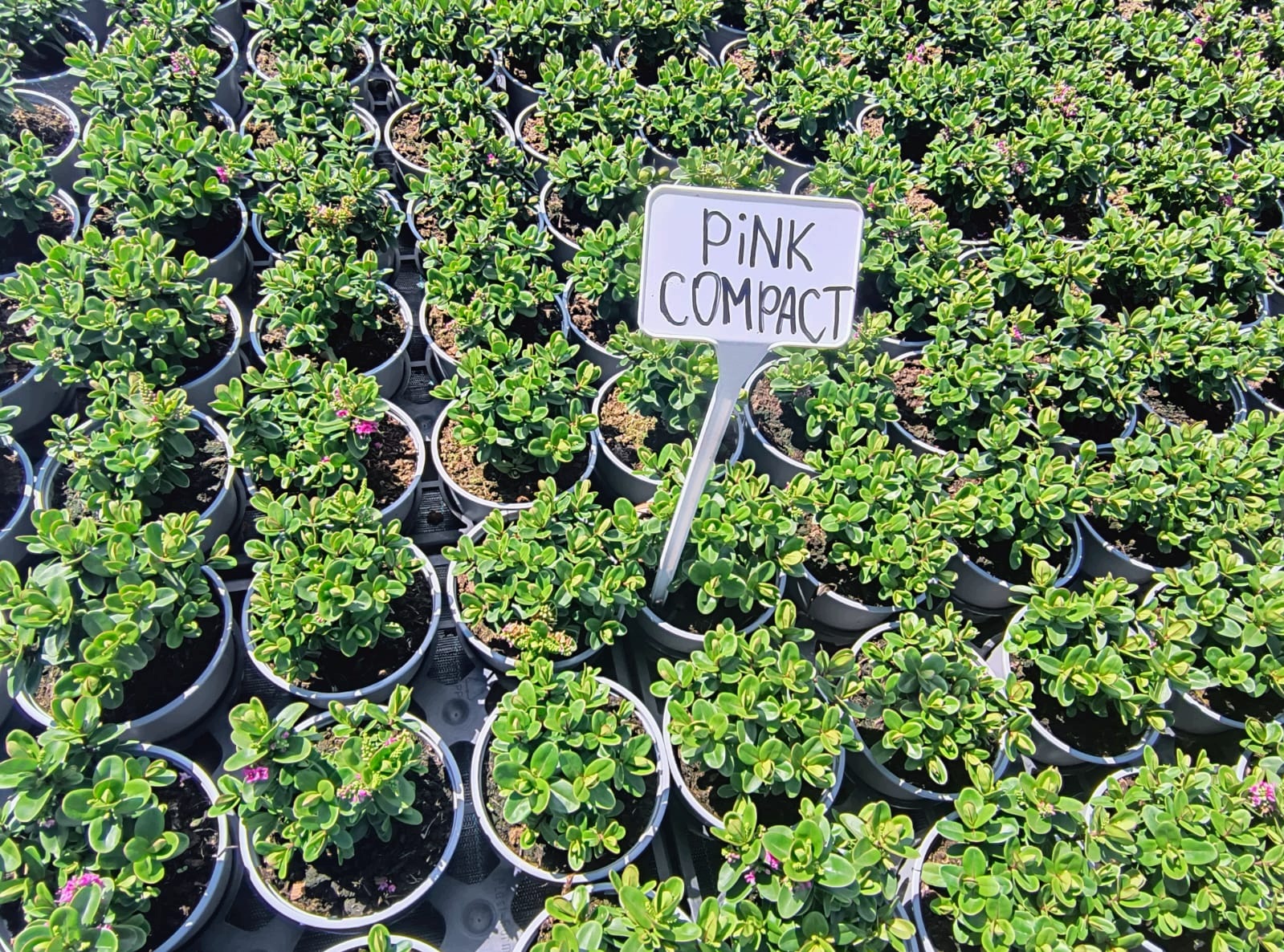 Hebe kwitnące -Pink compact- sadzonka - obrazek 5