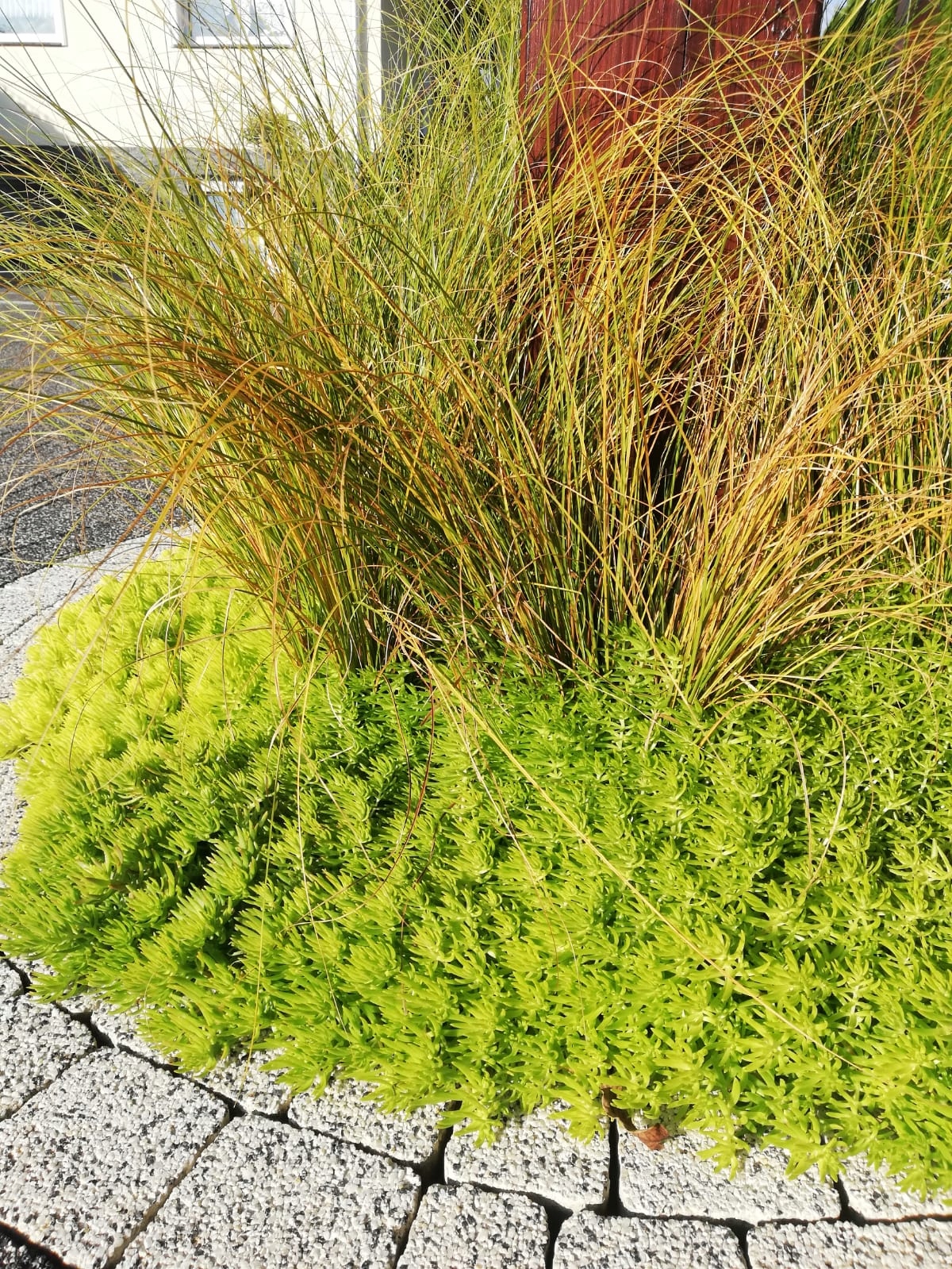 Sedum Rozchodnik Lemon Ball - sadzonka w doniczce - obrazek 4