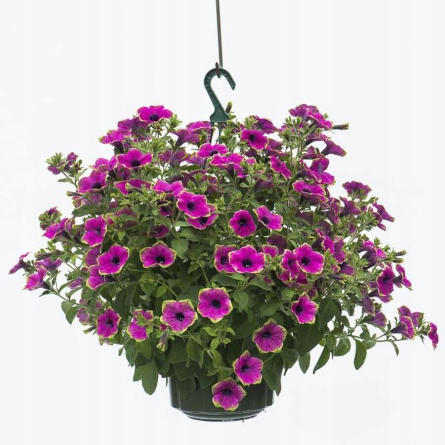 Surfinia Petunia PURPLE GREEN EDGE - sadzonka - obrazek 3