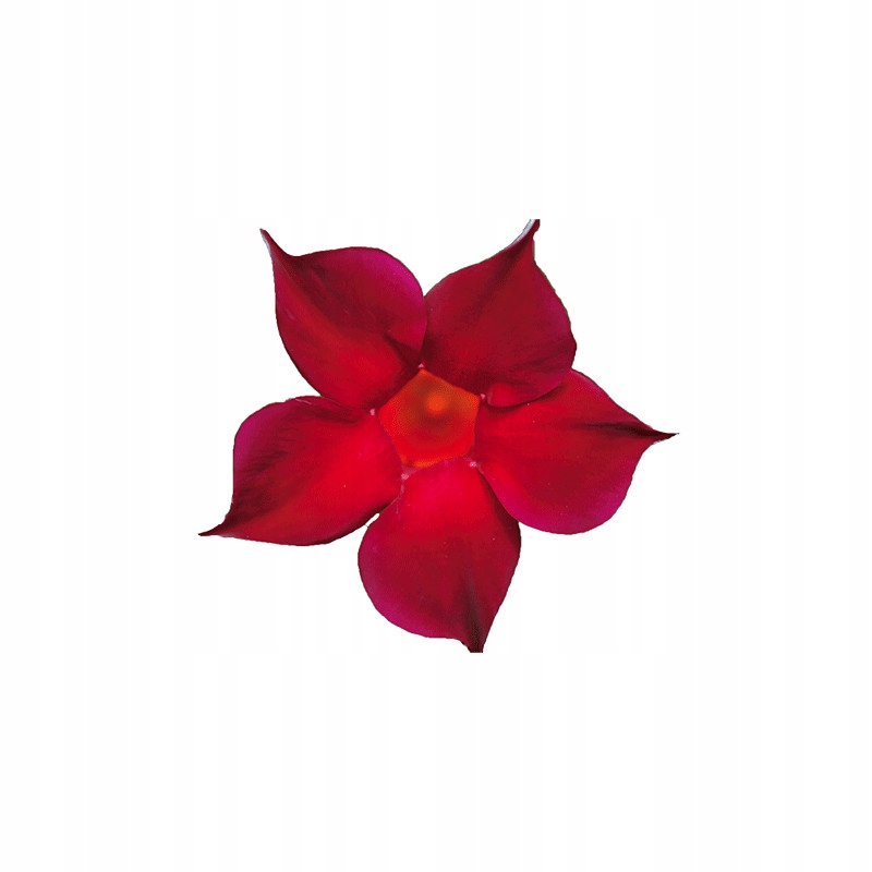 Sundavilla Mandevilla Dipladenia Classic DARK RED - sadzonka - obrazek 2