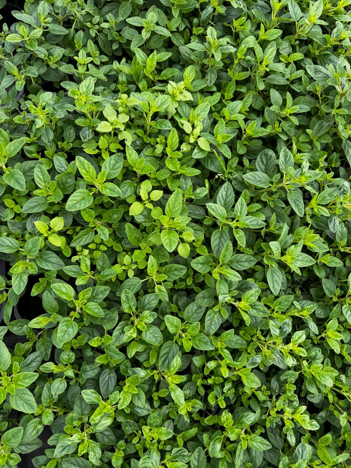 Oregano - aromatyczne zioło do kuchni i ogrodu - sadzonka - obrazek 5