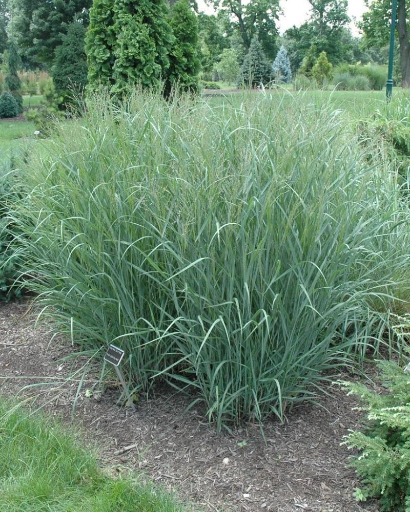 Trawa -Panicum HEAVY METAL