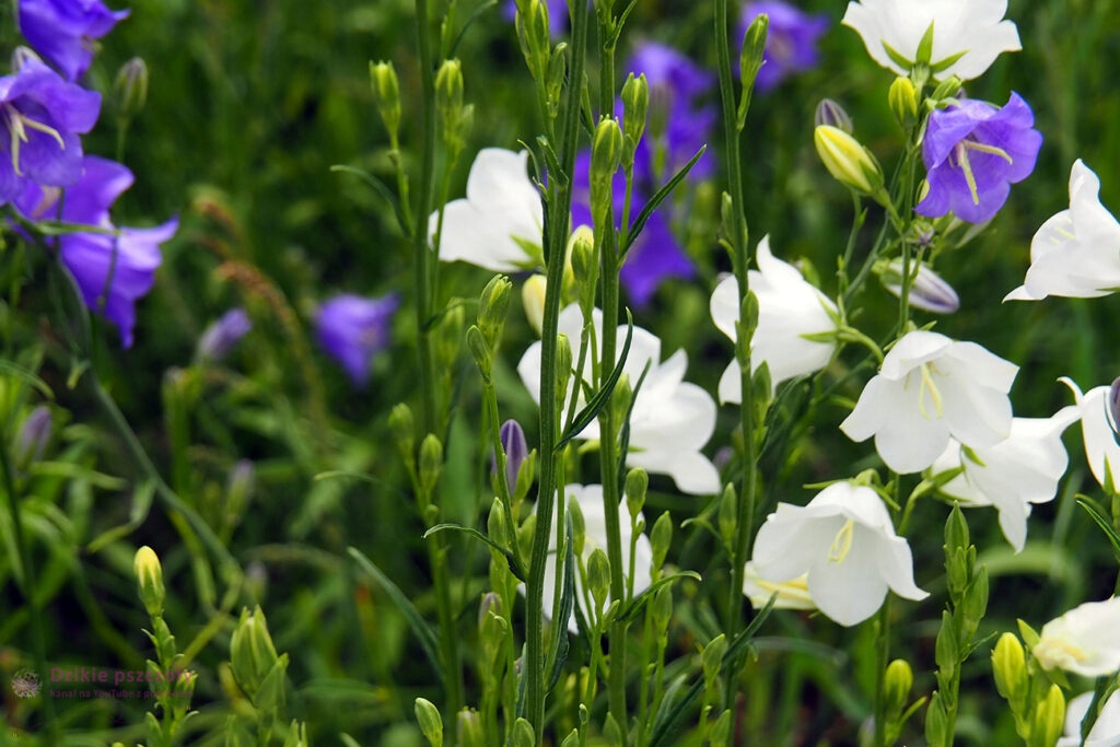Dzwonek brzoskwiniolistny Campanula persicifolia MIX - sadzonka