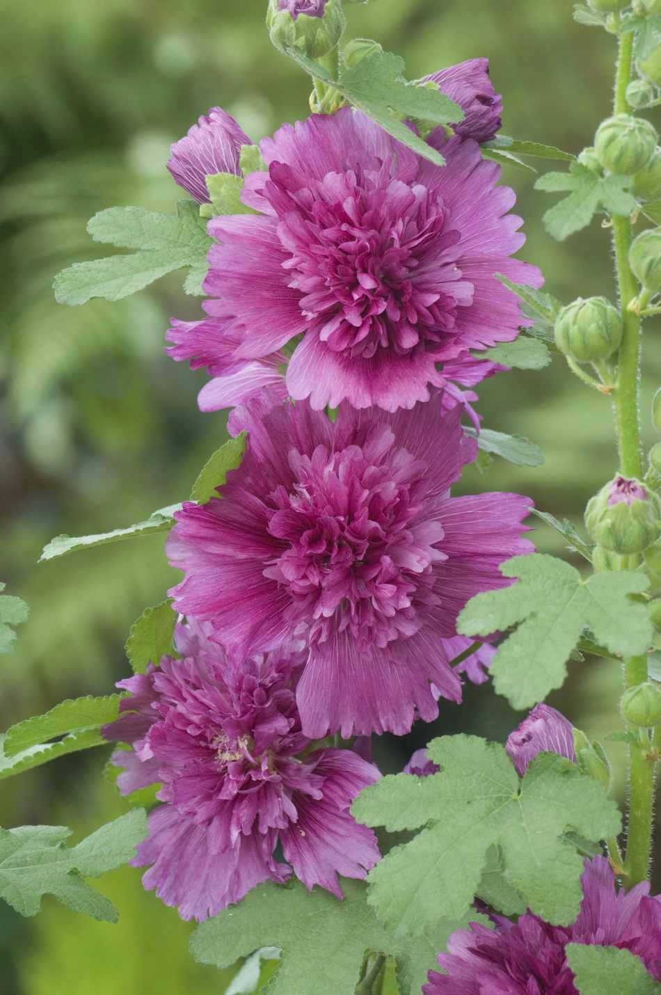 Malwa Purple - duża sadzonka - obrazek 4