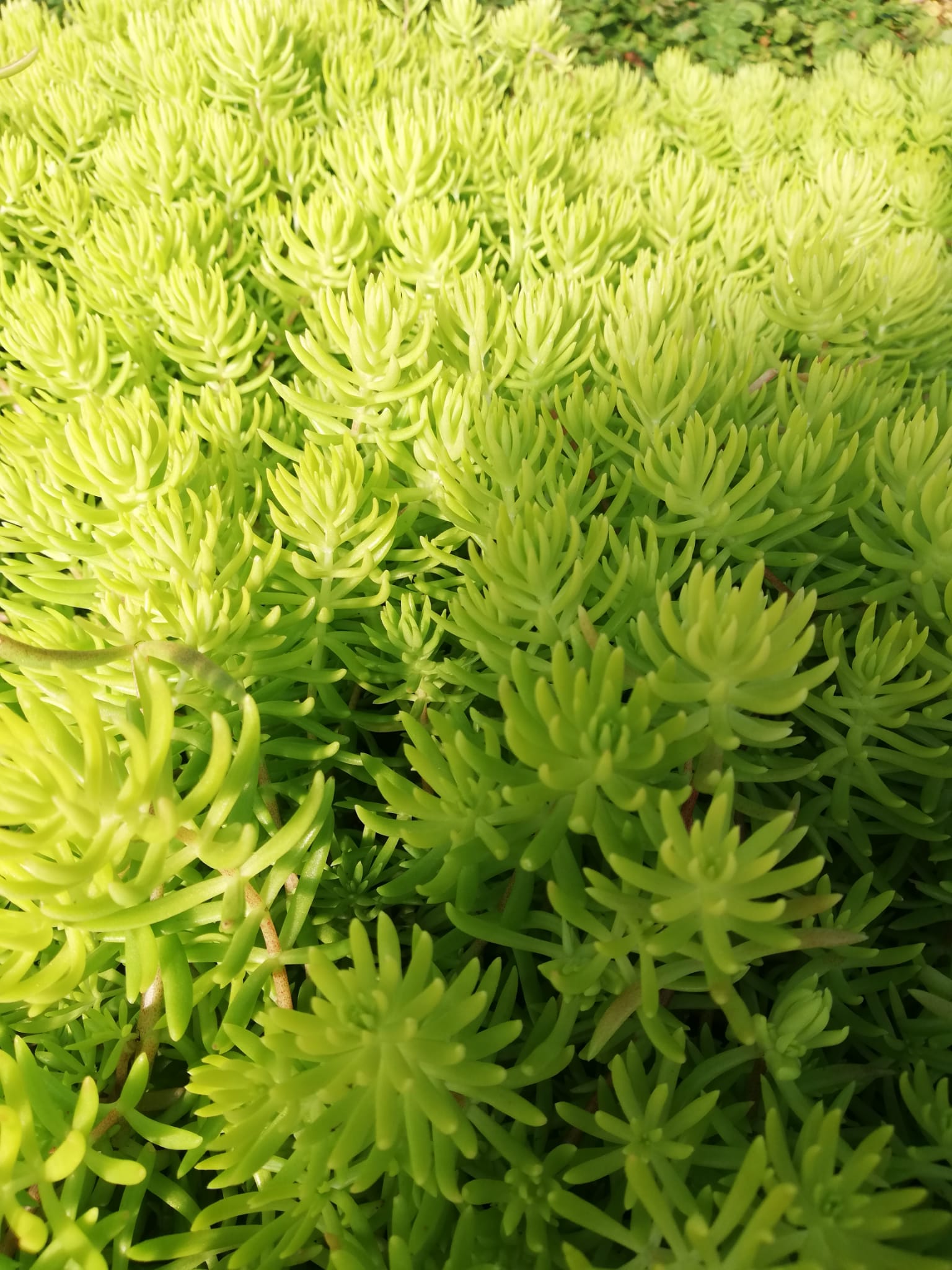 Sedum Rozchodnik Lemon Ball - sadzonka w doniczce - obrazek 8