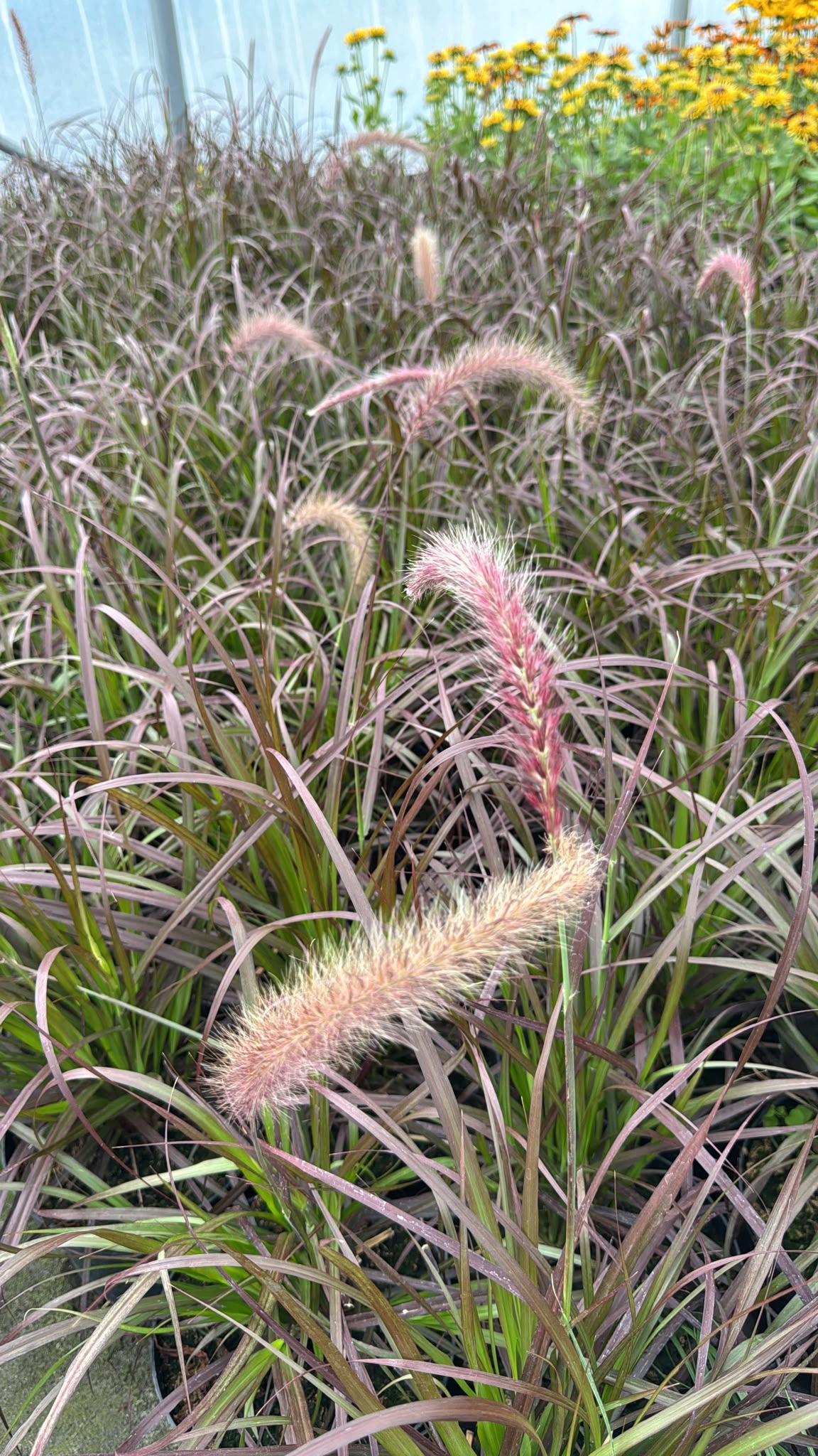 Trawa ozdobna Rozplenica Pennisetum RUBRUM - duża sadzonka - obrazek 6