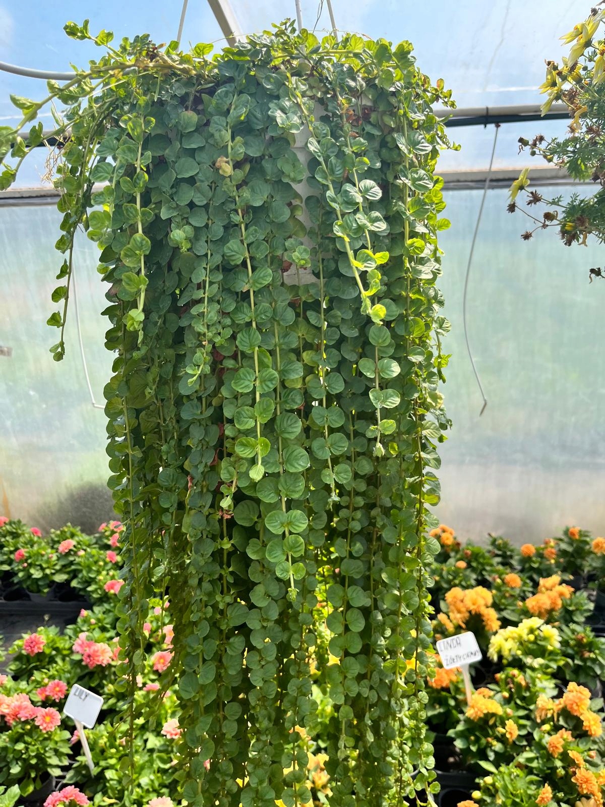 Tojeść Zielona Lysimachia nummularia - mrozoodporna - wieloletnia bylina