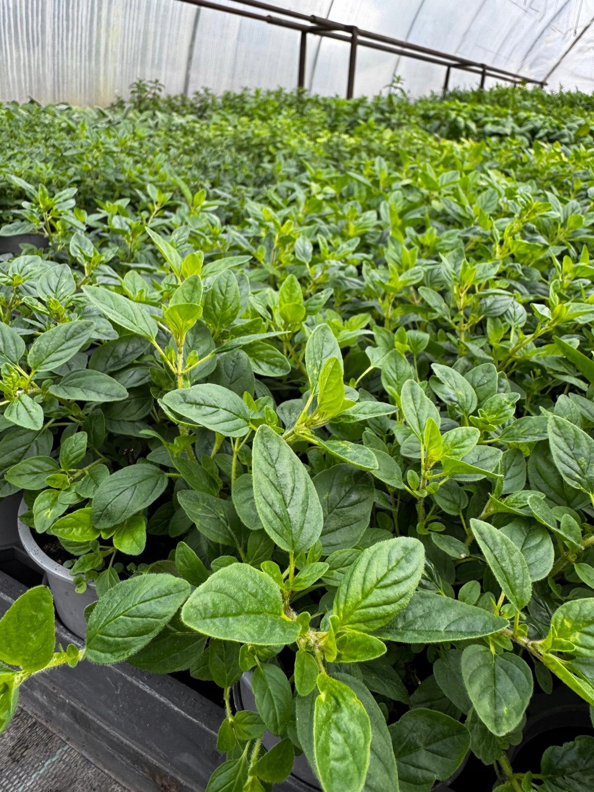Oregano - aromatyczne zioło do kuchni i ogrodu - sadzonka