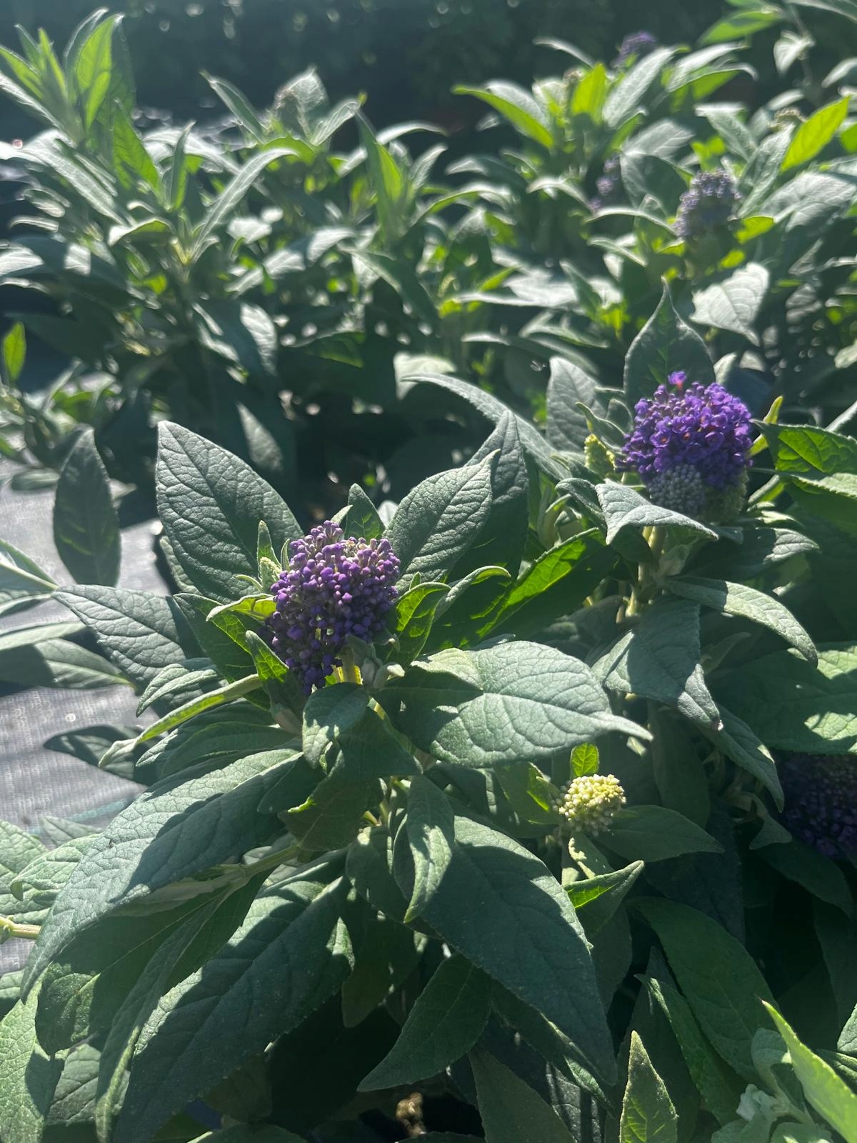 Budleja karłowa Buddleja davidii , fioletowe stożkowe kwiaty - obrazek 3