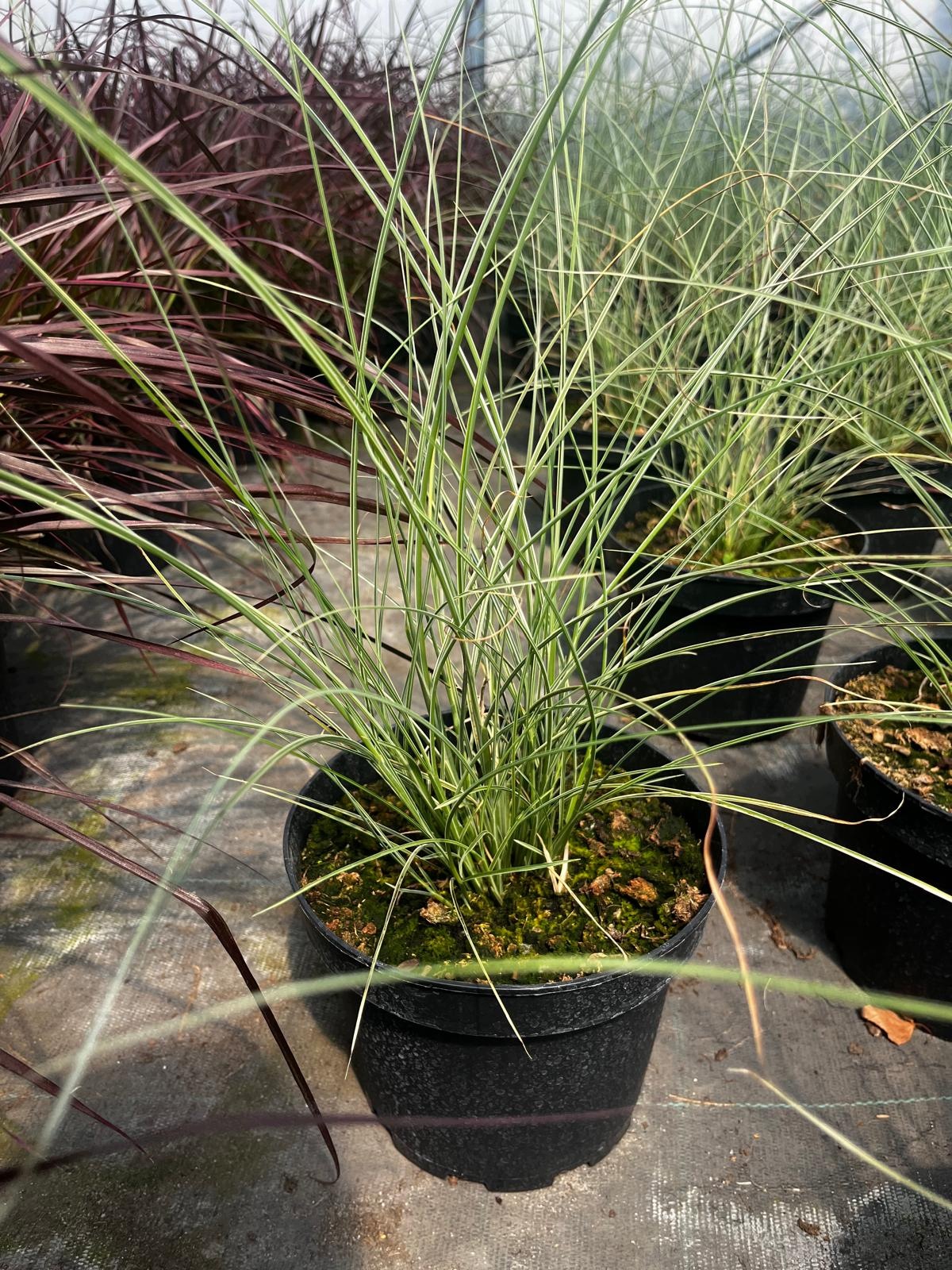 Trawa -Miscanthus MORNING LIGHT - obrazek 4