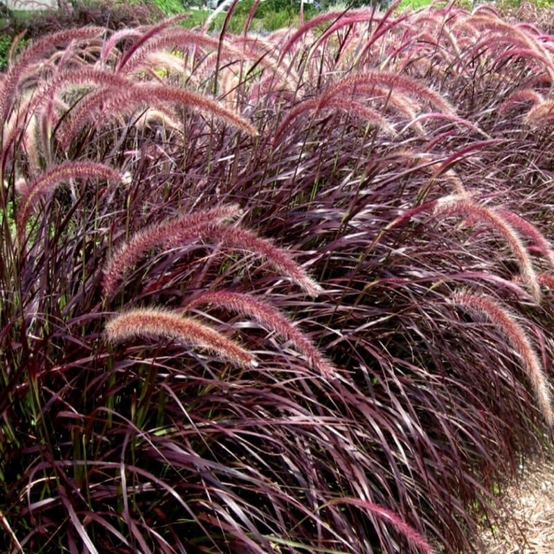 Trawa ozdobna Rozplenica RUBRUM - sadzonka - obrazek 2