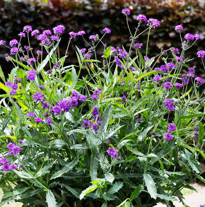 Werbena Żyłkowana Verbena Rigida Dazzling Night - duża sadzonka