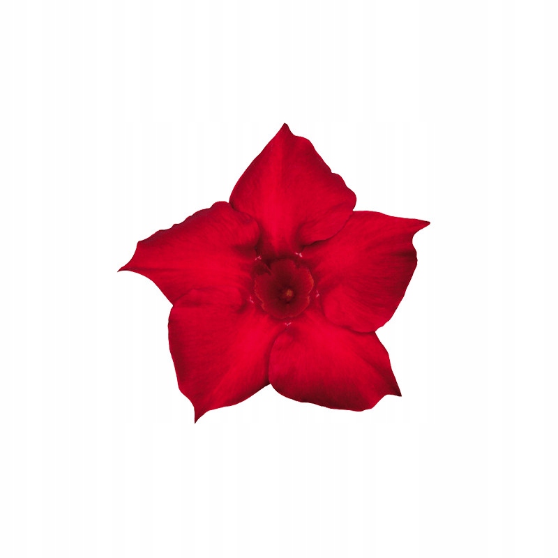Sundavilla Mandevilla Dipladenia Classic RED - sadzonka - obrazek 2