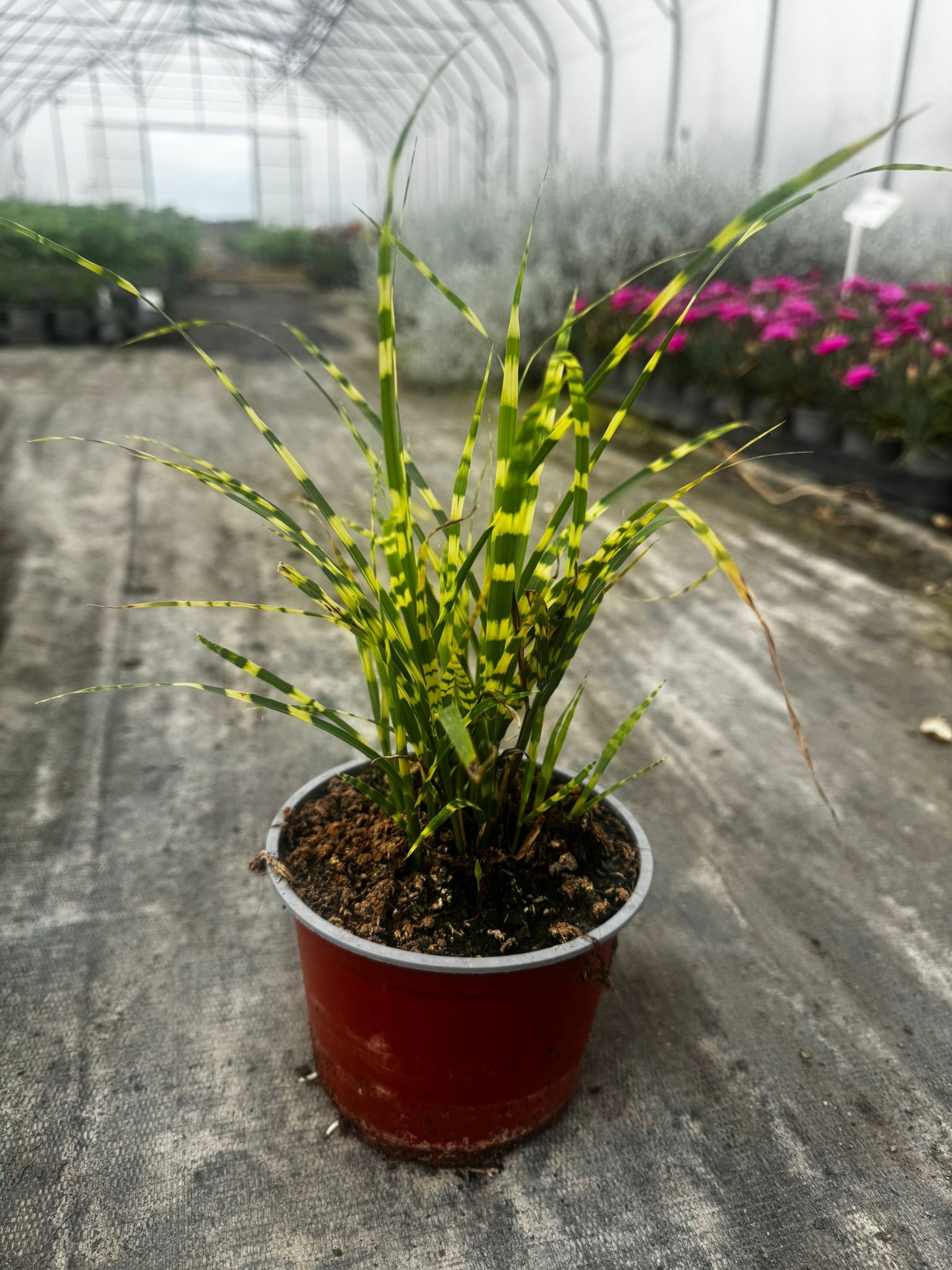 Miskant Chiński Gold Bar Miscanthus sinensis -sadzonka - obrazek 5