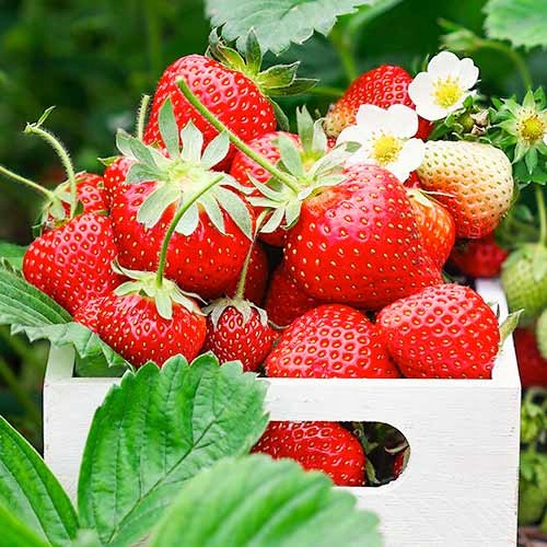 TRUSKAWKA MIX ODMIAN - 10 SZT - SADZONKI W DONICZCE - obrazek 13