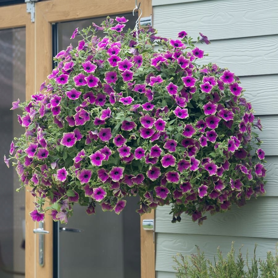 Surfinia Petunia PURPLE GREEN EDGE - sadzonka - obrazek 5