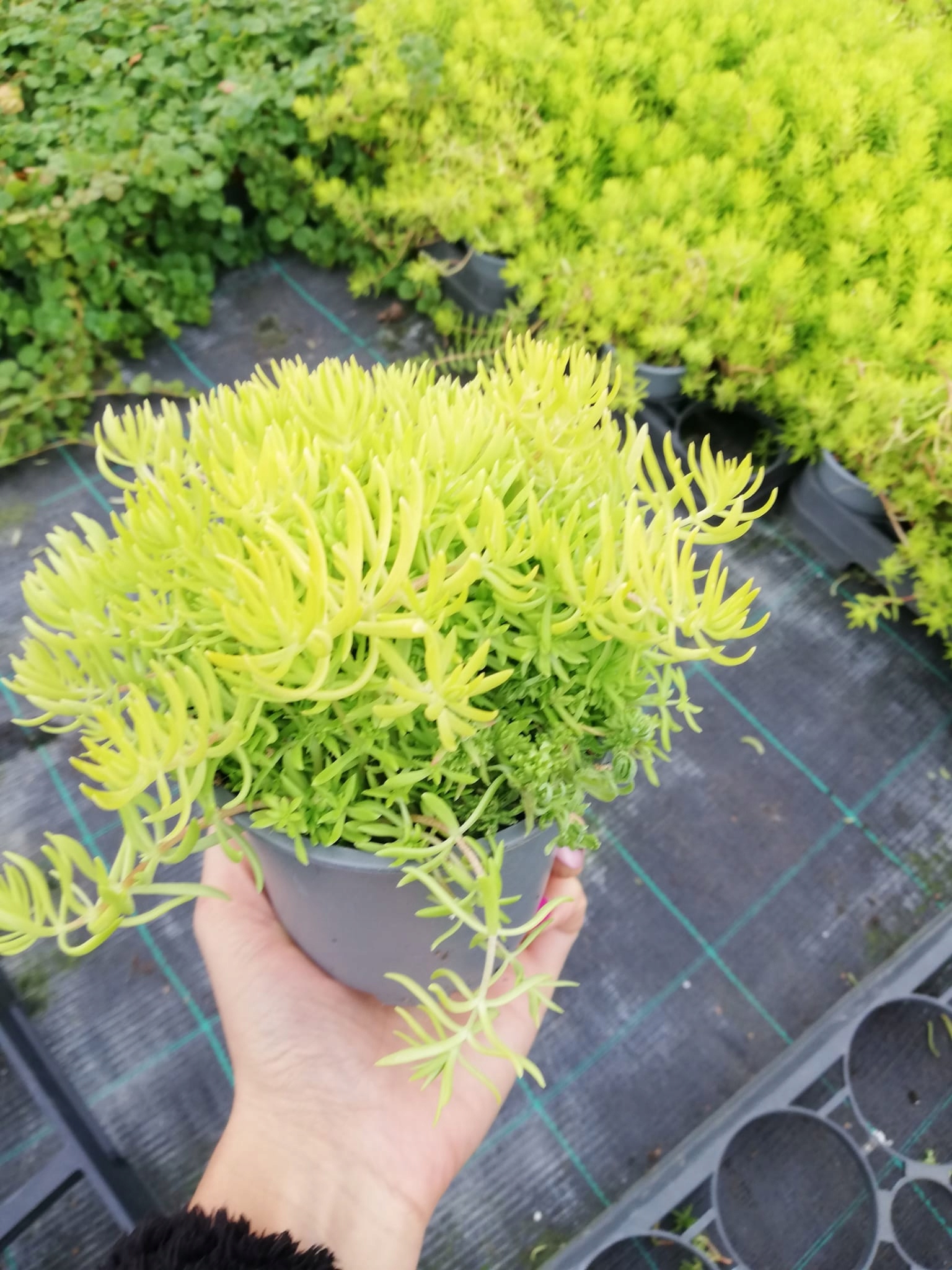 Sedum Rozchodnik Lemon Ball - sadzonka w doniczce - obrazek 5